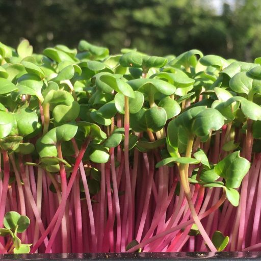 Leafshop Mikrogrønt desember 16, 2020 Dyrking av China Rose Reddik Microgreens Mikrogrønt 1