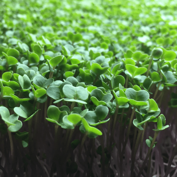 Microgreens i Norge