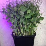 Hvordan dyrke erteskudd mikrogrønt Kompost 11