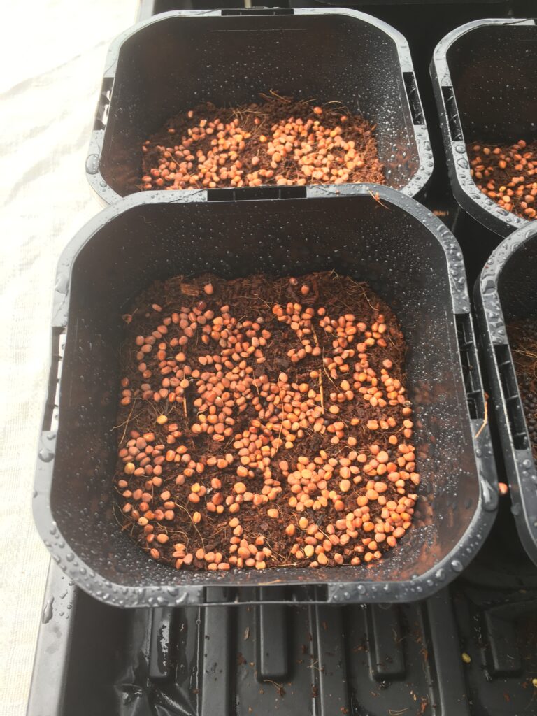 Leafshop Mikrogrønt desember 16, 2020 reddik mikrogrønt frø