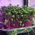 Reddik microgreens