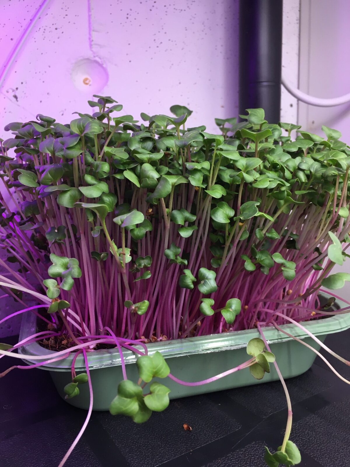 Reddik microgreens