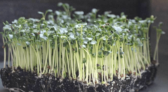 tuscan kale svartkål mikrogrønt