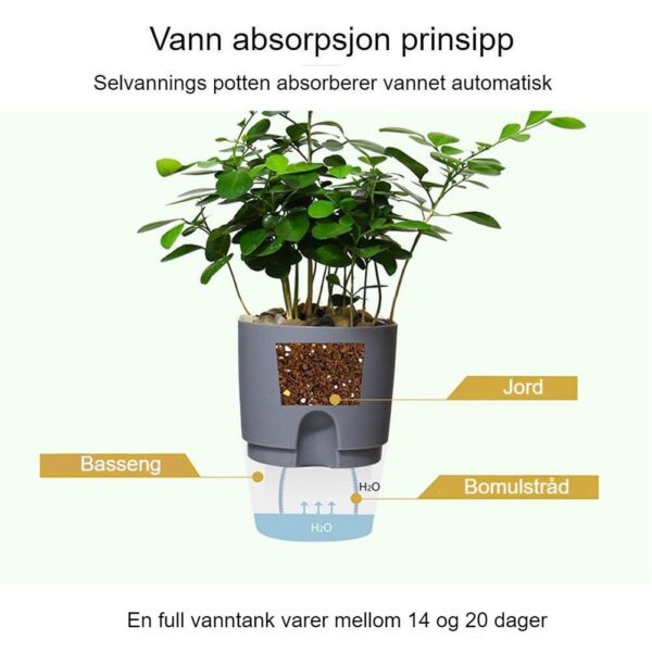 vann absorbasjon