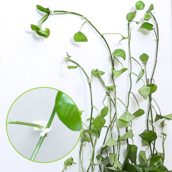 planteklips for Klatreplante