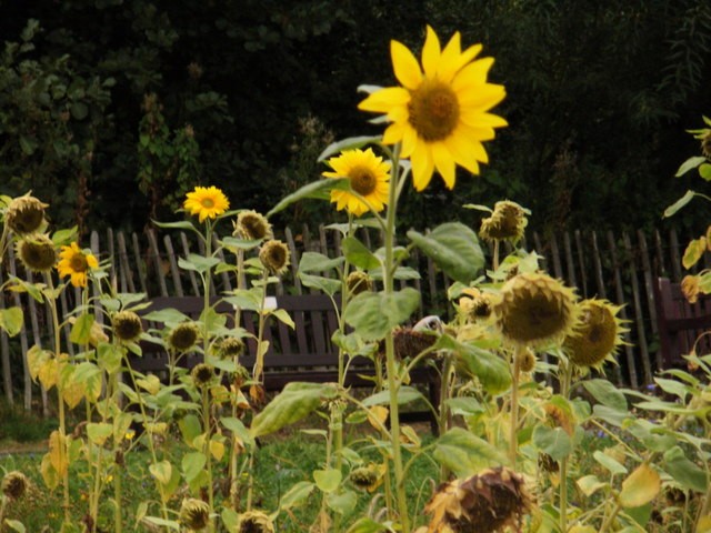 Leafshop.no Grønnsaksdyrking september 30, 2022 Solsikker ute
