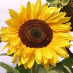 Sunflower head