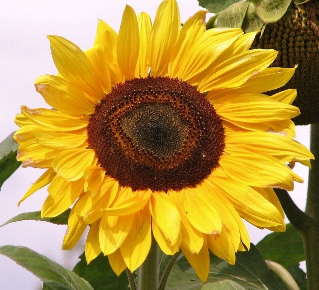 Sunflower head