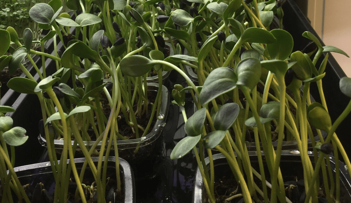 Leafshop.no Grønnsaksdyrking september 30, 2022 Solsikke microgreen