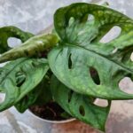 Monstera Adansonii monkey mask Kompost 6