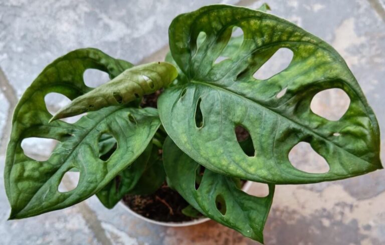 Monstera Adansonii monkey mask