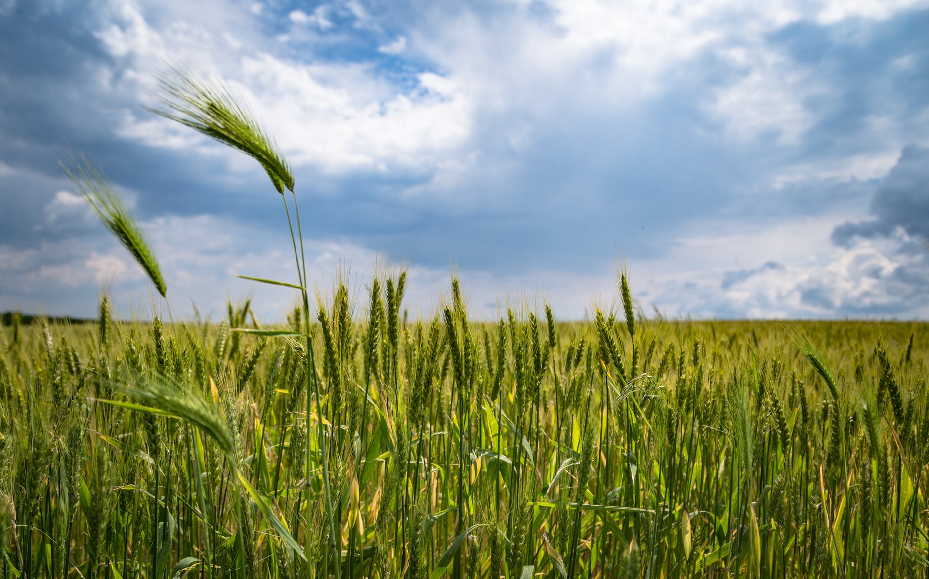 cropland
