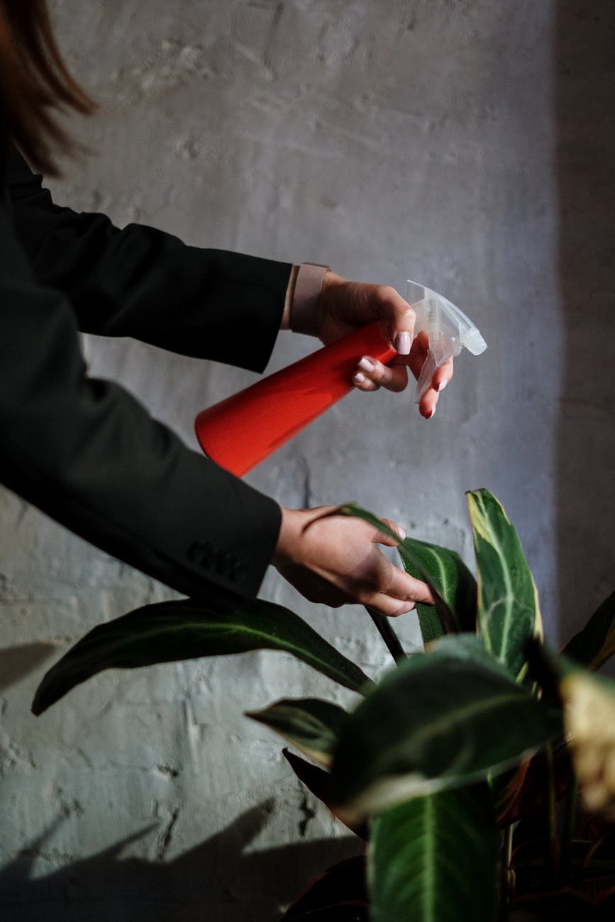 person in black suit holding red rose