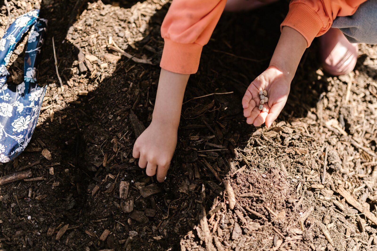 Leafshop.no Grønnsaksdyrking september 30, 2022 planting av solsikke frø