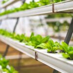 close up photo of lettuce using hydroponics farming