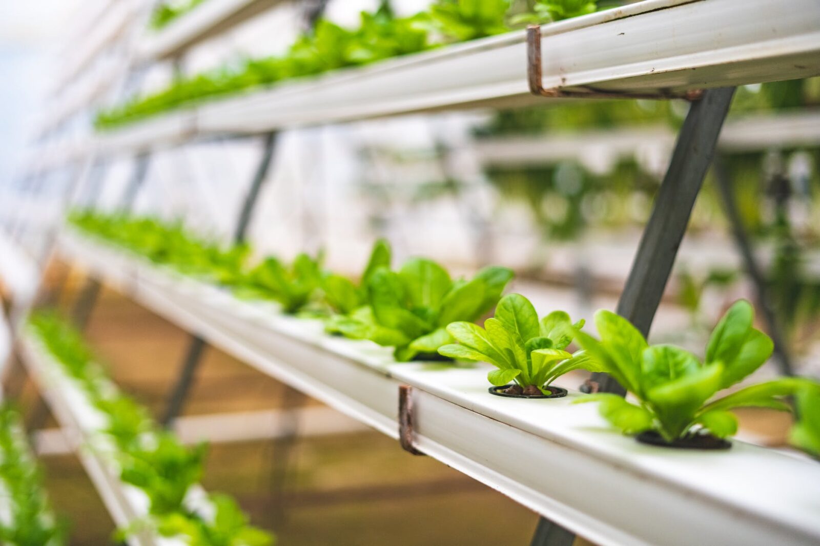 close up photo of lettuce using hydroponics farming