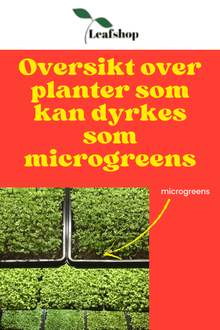 Oversikt over planter som kan dyrkes som mikrogrønt