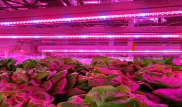 Få bedre plantevekst med LED-vekstlys Plante artikler 3