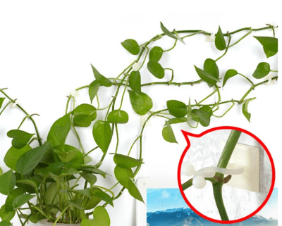 Klatreplante klips for oppheng 1